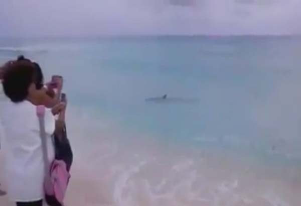 VIDEO: Captan a tiburón en Cancún nadando a dos metros de la orilla