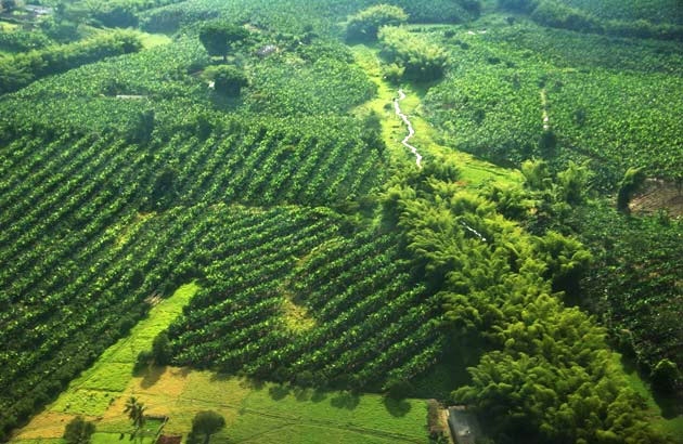 Perdidas 10 mil hectáreas de cafetales en Puebla por la roya