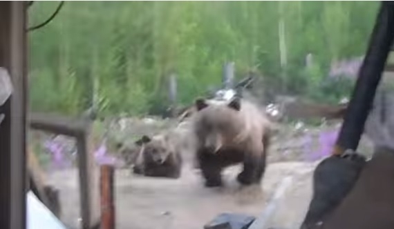 VIDEO: Rusos grabaron últimos instantes de vida al ser atacados por osa