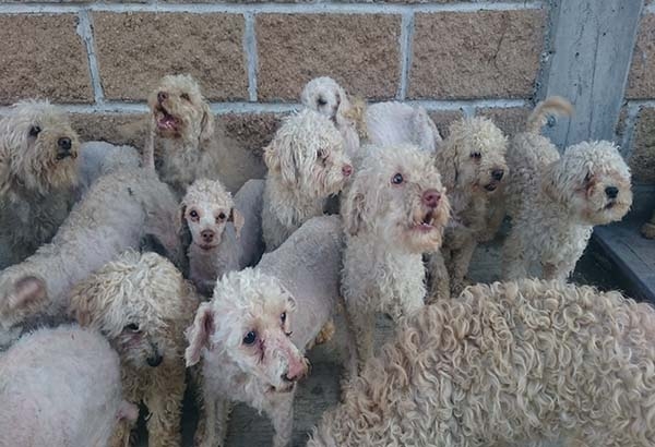 Rescatan a 33 perros maltratados en vivienda de Los Héroes
