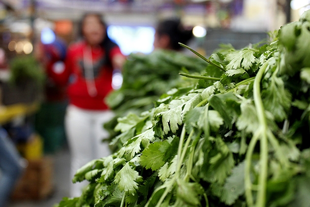EU levanta veto a cilantro de Puebla pero aumenta requisitos sanitarios