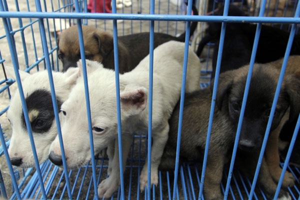 Profepa asegura animales en tiendas de +kota de Puebla