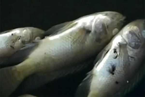 FOTOS: Mueren miles de peces en jagüey de Atlixco
