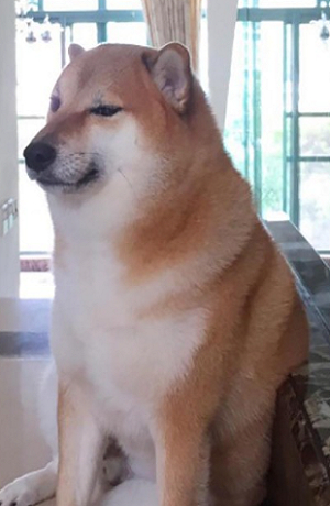 Hospitalizan a Cheems, el perro de los memes, por pancreatitis