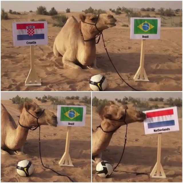 Camello predice ganadores de partidos del Mundial