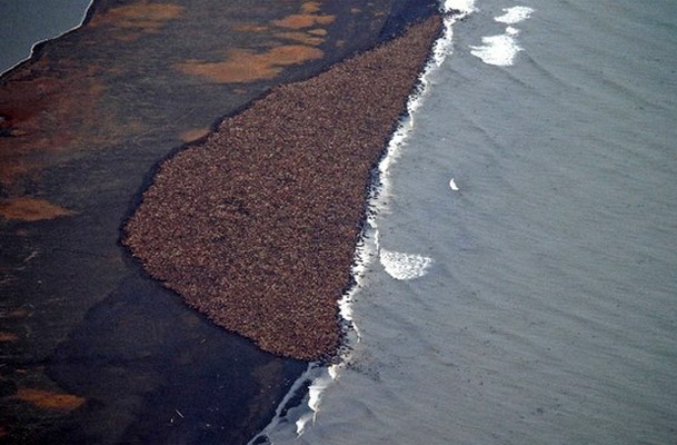 35 mil morsas en riesgo de morir por deshielo en Alaska