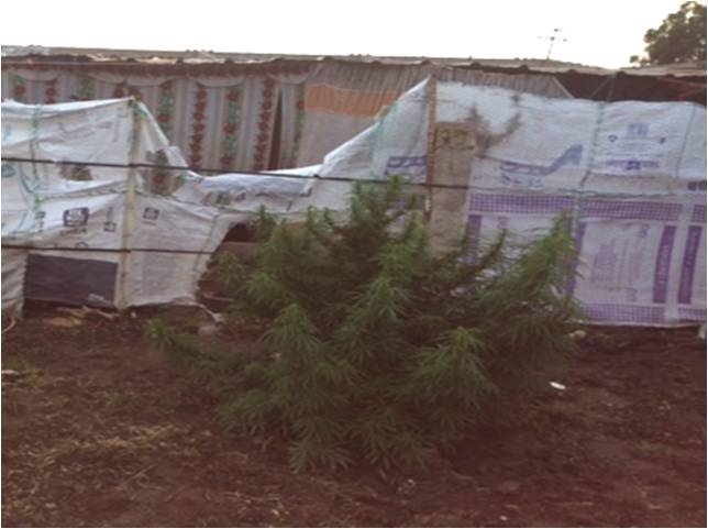 Aseguran plantío de mariguana en una casa de Palmarito Tochapan