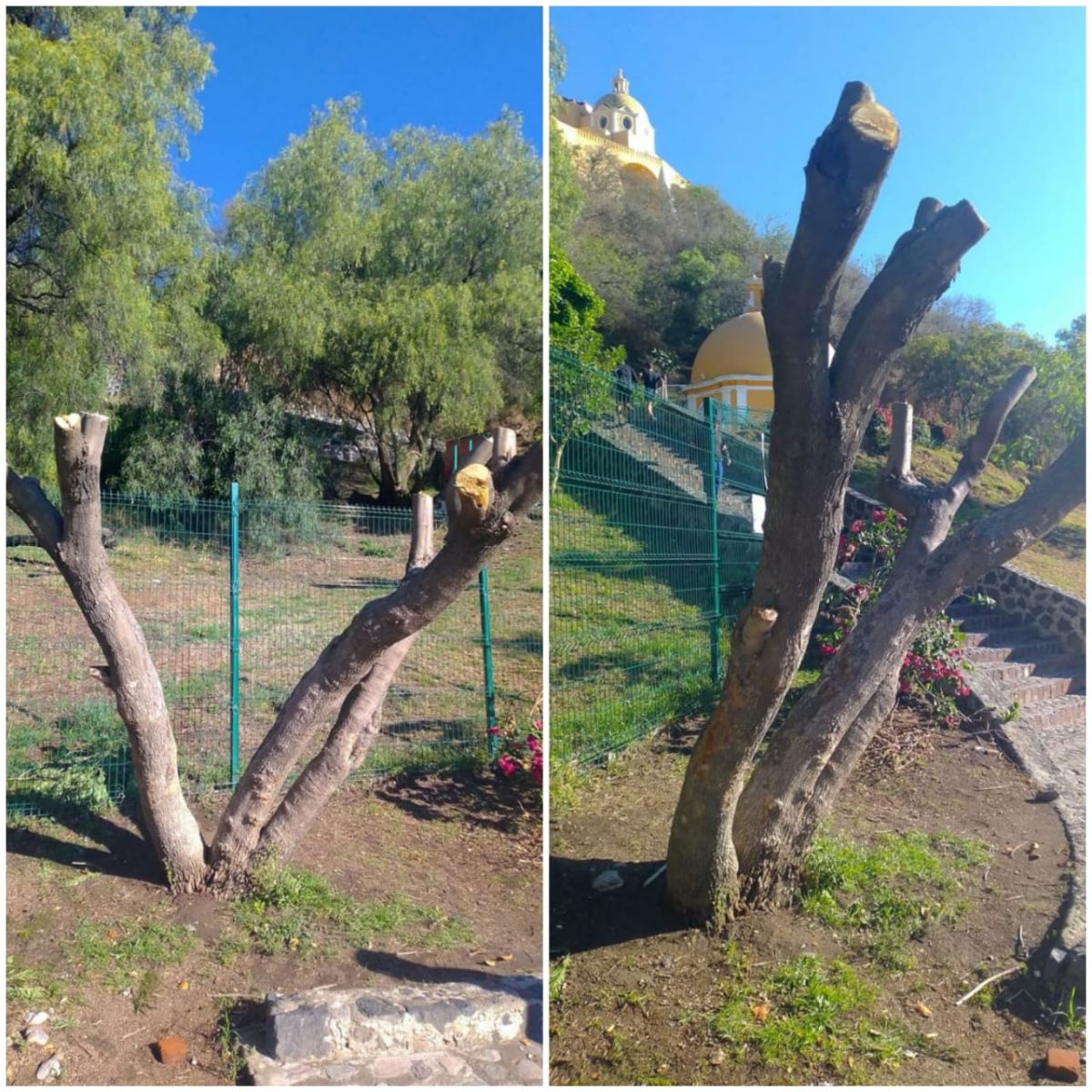 Denuncian ecocidio en zona arqueológica de San Andrés Cholula