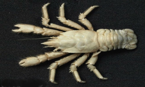 Descubren nueva especie de crustáceo en Mauritania