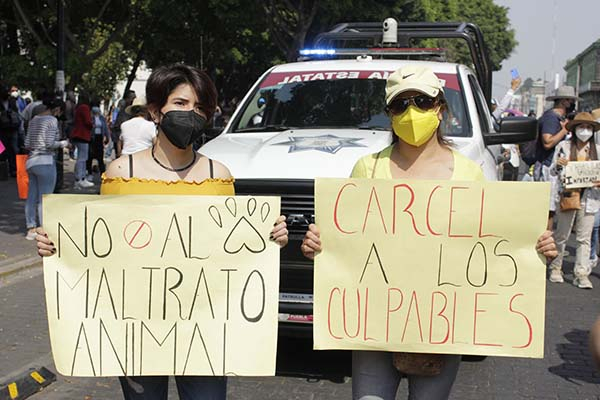 Maltrato y peleas con animales se disparan 167% en la capital, durante 2021
