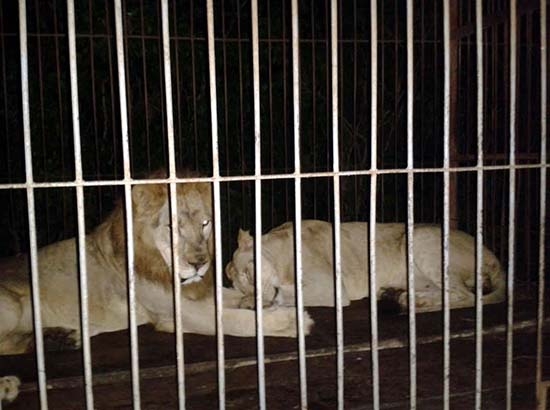 Dos leones africanos son abandonados por circo en Yucatán