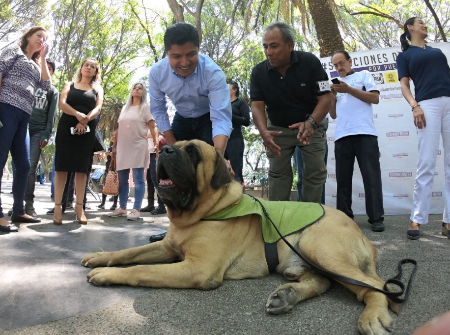 Eduardo Rivera adopta programa del Movimiento Animalista