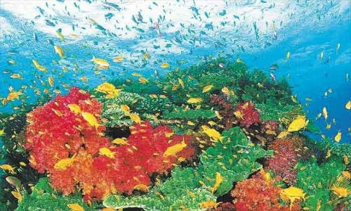 Aguas ácidas de océanos reducen supervivencia de peces