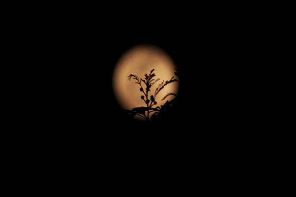 Hoy se podrá ver la “Luna de la cosecha”