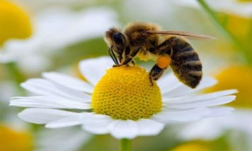 Desaparición de abejas amenaza 70% de cultivos para consumo humano