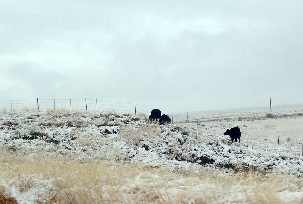VIDEOS: Cae nevada en al menos 17 municipios de Chihuahua