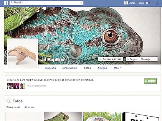 Tráfico ilegal de especies protegidas, vía Internet; envíos, por paquetería