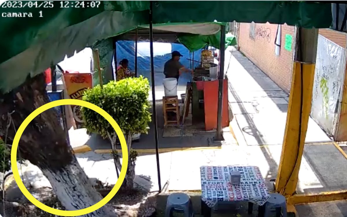 VIDEO: Reportan caída de un árbol en Agua Santa; acusan a negocio de provocarlo