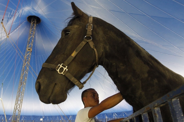 A la Suprema Corte, la prohibición de animales en circos