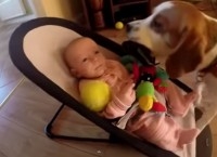 VIDEO: Perro hizo llorar a niño y luego lo llenó de regalos