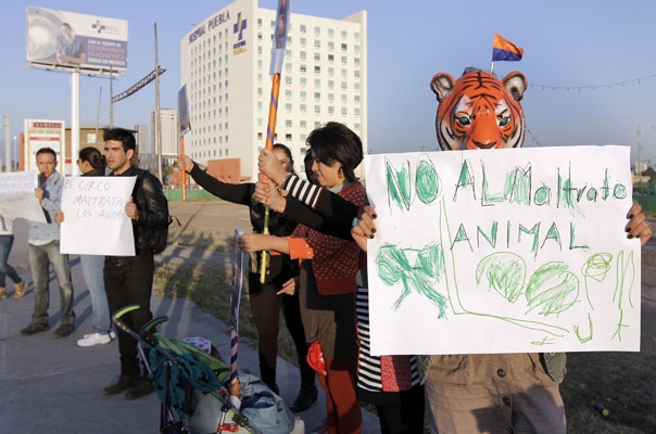 Puebla capital también prohibirá uso de animales en circos