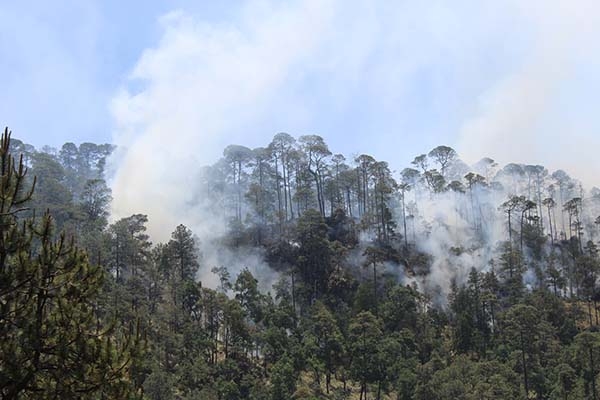 A la semana se contabilizan 11 incendios forestales en Puebla: Conafor
