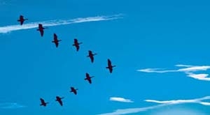 ¿Por qué las aves vuelan en V?
