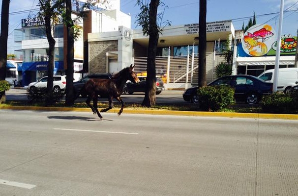 FOTOS: Atrapan a mula que corría en el Circuito Interior de Puebla