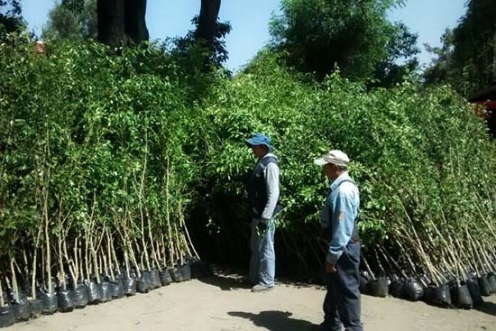Ayuntamiento de Puebla inicia reforestación de avenida 11 Norte-Sur