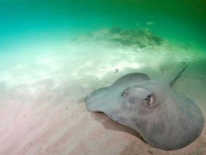 VIDEO: Pescador enganchó mantarraya dando a luz