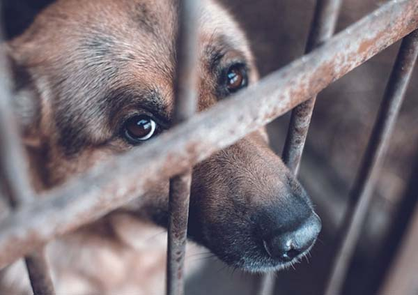 Van 10 personas sancionadas por maltrato animal en Puebla capital