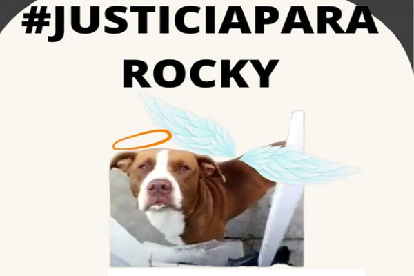 Perro es sacrificado tras explotarle un cohete en el hocico en Los Cerritos