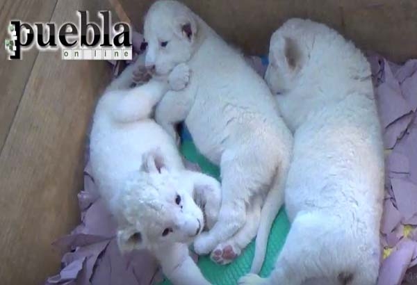 Parque Loro presenta sus recién nacidas leonas y tigresas