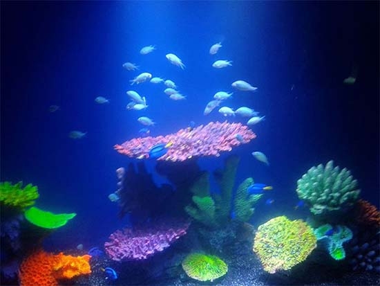 DF, casa del acuario más grande de América Latina