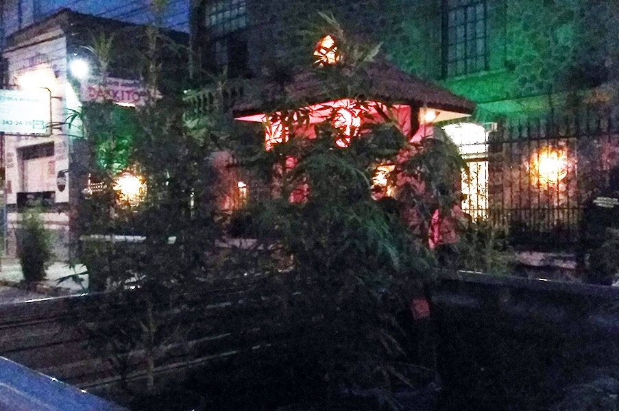 Caen cinco jóvenes con invernadero de marihuana cerca de la UPAEP