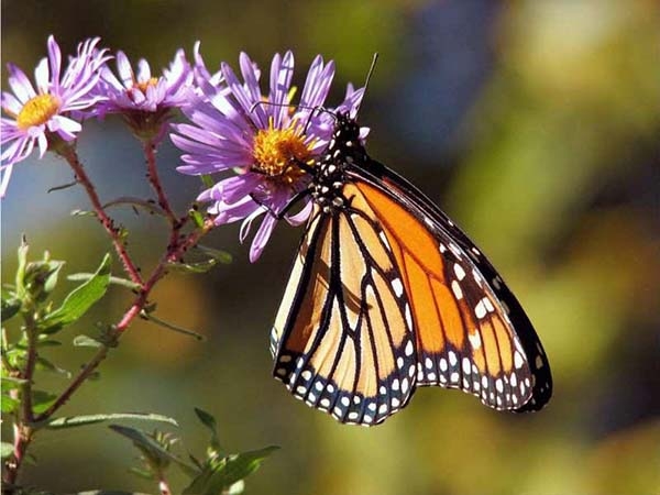 El maravilloso Festival Cultural de la Mariposa 2019