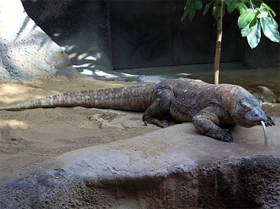 Mujer se encuentra en estado crítico tras ataque de dragón de Komodo