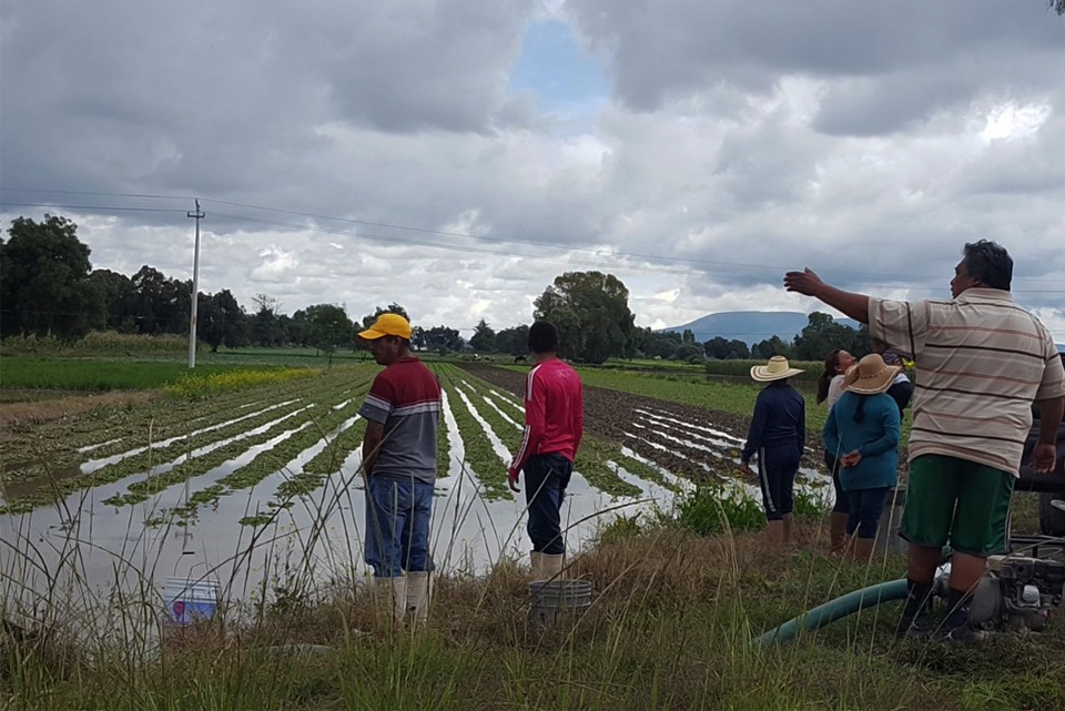Dañadas por lluvias 14 mil hectáreas de cultivos en Puebla; alistan seguro agropecuario