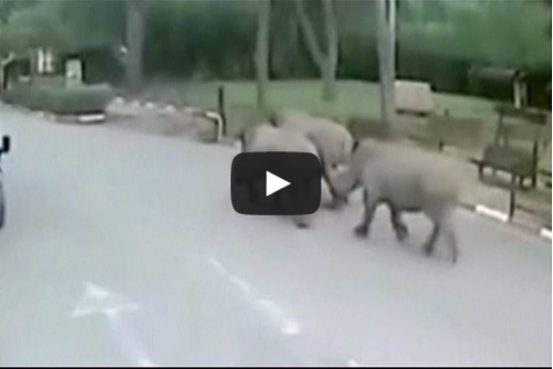 VIDEO Rinocerontes escaparon de zoológico de Israel