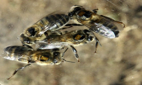 Abejas, en peligro de extinción y desorientadas por pesticidas