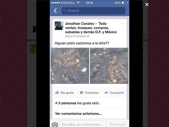 Indignación en Twitter por quema de 8 cachorros en la vía pública en Jalisco
