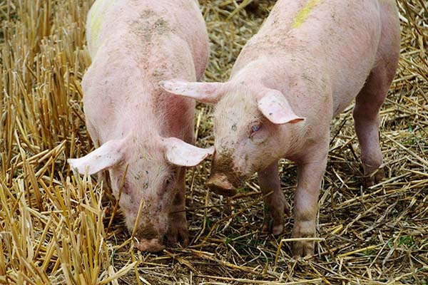 Investigadora de la BUAP desarrolla vacuna contra virus porcino