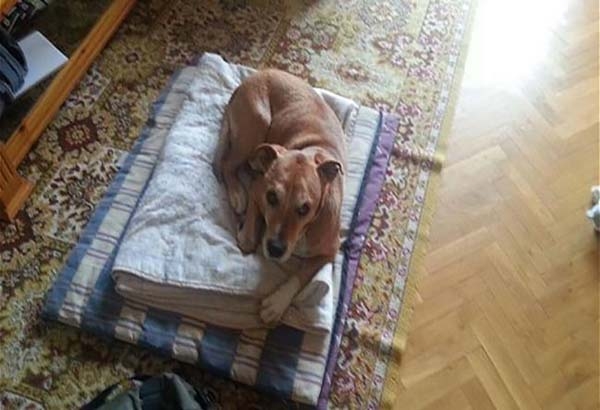 Excálibur, sacrifican al perro de la española con ébola