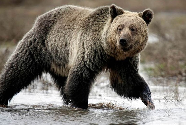 Oso ataca a mujer en Rusia y la entierra viva para comerla