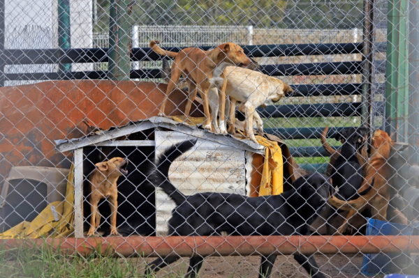 Sancionan robo de mascotas; aumentan penas por matar y maltratarlas en Puebla
