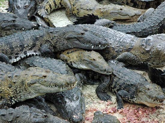 Muere un hombre tras ataque de cocodrilo en Cancún