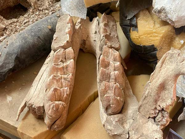 Tras los pasos de los dinosaurios en Puebla