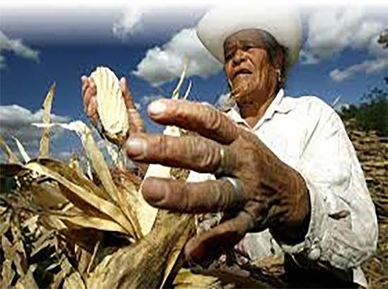 Peña “olvidó” en su informe a 25 millones de campesinos: CIOAC