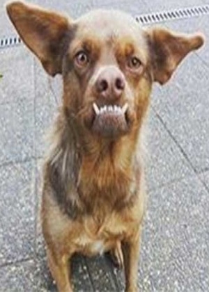 Conoce la historia de “Chilaquil” el perro famoso de las redes sociales