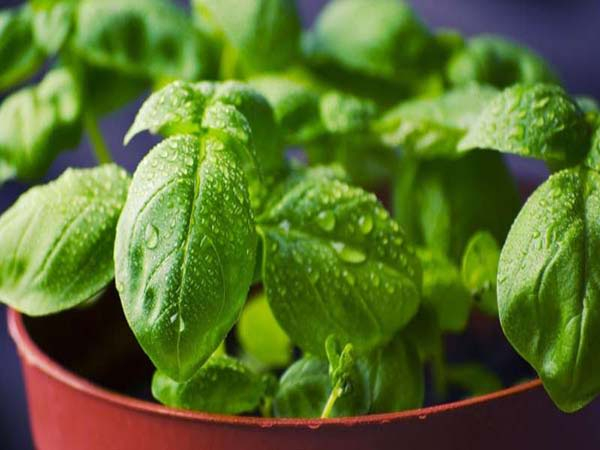 Todos los beneficios de consumir albahaca